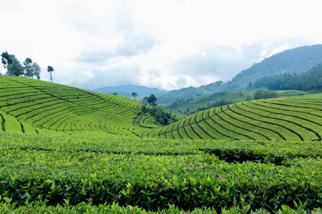 小野的烟弹口味「冷萃茉莉龙井」于茶色中见繁花，一口茉莉龙井，饮尽江南春-文章实验基地